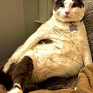 Copito joined the competition — help win amazing prizes! cat, feline, pet, relaxed, lounging, indoor, cozy, blanket, fur, white_and_gray, collar, bell, comfort, resting, cute, animal, mammal, paw, whiskers, window