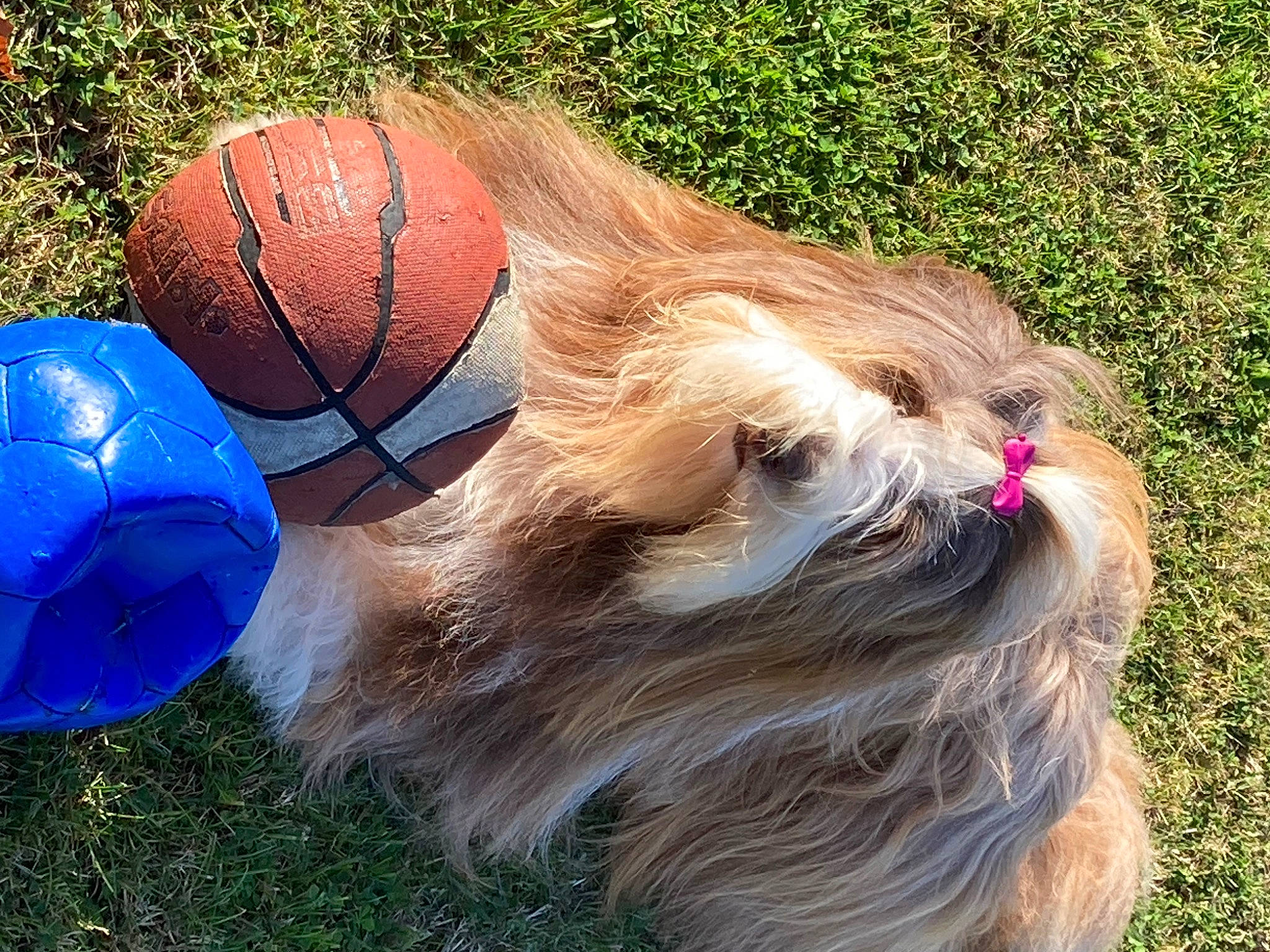 Natty a rejoint le concours — aidez-le/la à gagner de superbes lots ! ball, beak, bird_of_prey, carnivore, chicken, companion_dog, dog, dog_breed, fashion_accessory, feather, football, fur, galliformes, grass, inflatable, liver, personal_protective_equipment, sports_equipment, terrier, toy_dog