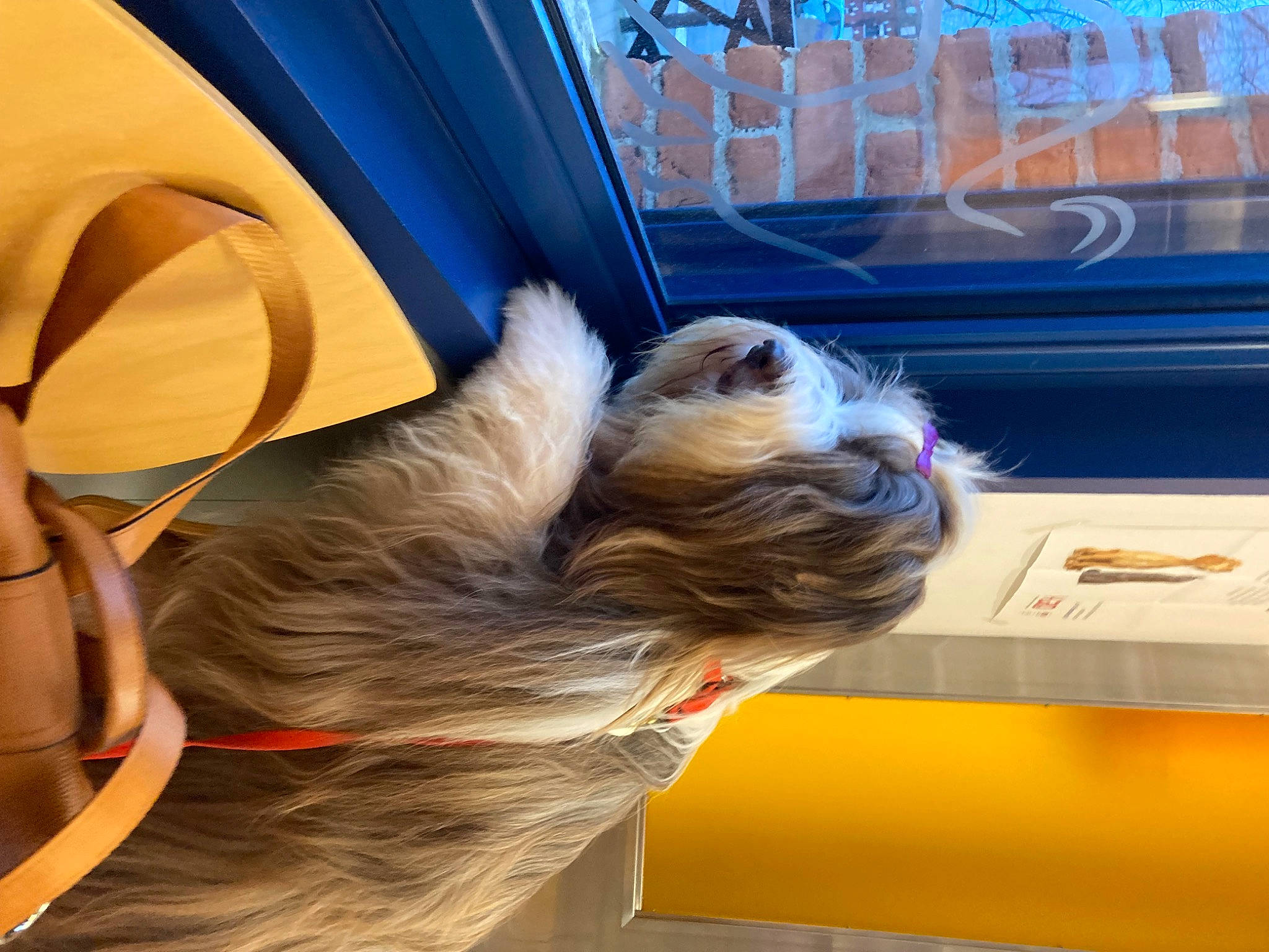 Natty a rejoint le concours — aidez-le/la à gagner de superbes lots ! canidae, carnivore, companion_dog, dog, dog_breed, fashion_accessory, fawn, felidae, flooring, fun, fur, leisure, room, snout, sporting_group, tail, toy_dog, vehicle_door, wood