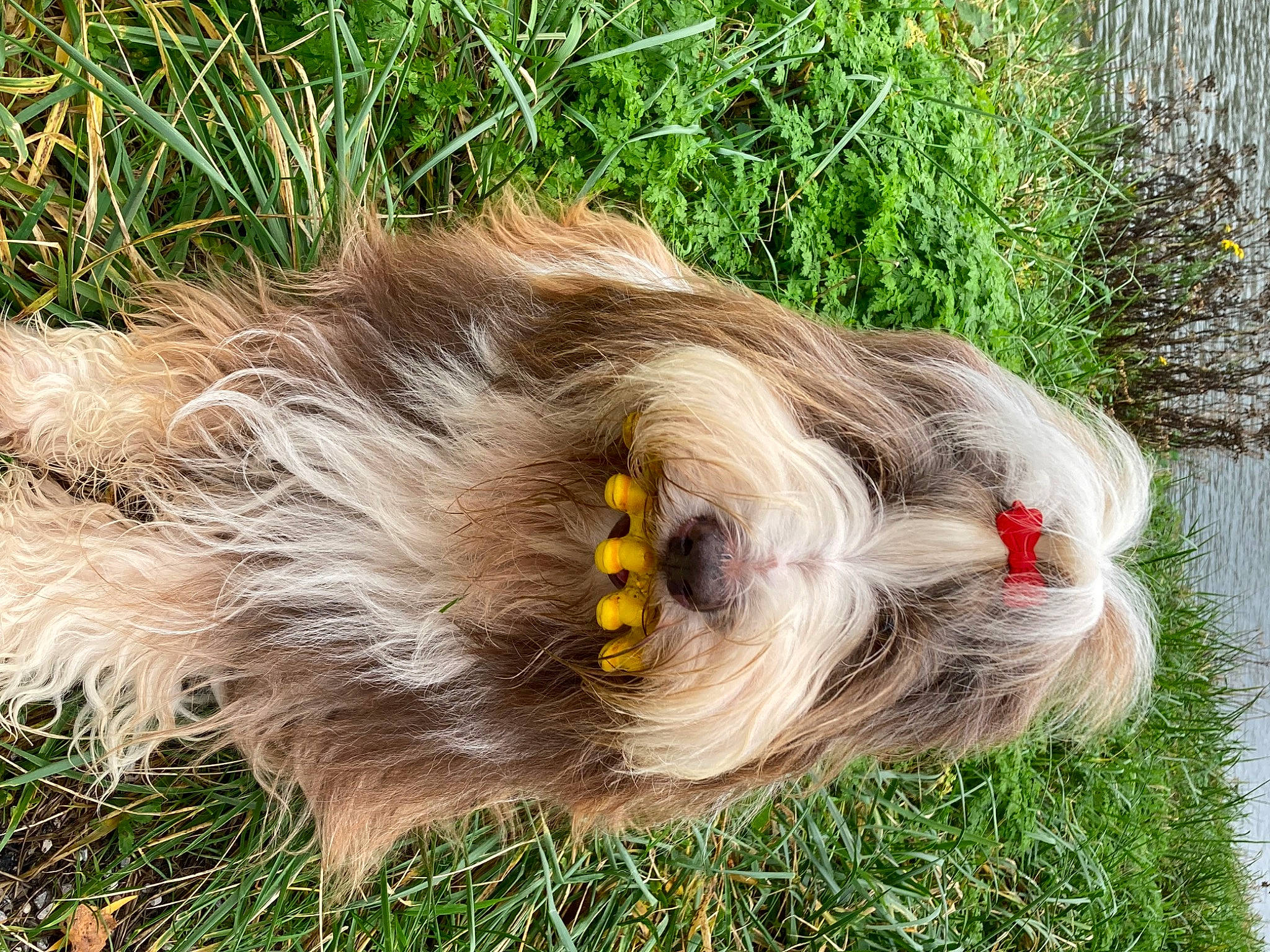 Natty participe au concours pour gagner de l'argent avec cette photo : beak, canidae, companion_dog, dog_breed, fashion_accessory, fawn, feather, fur, grass, liver, natural_material, plant, snout, sporting_group, tail, whiskers, wildlife, wood