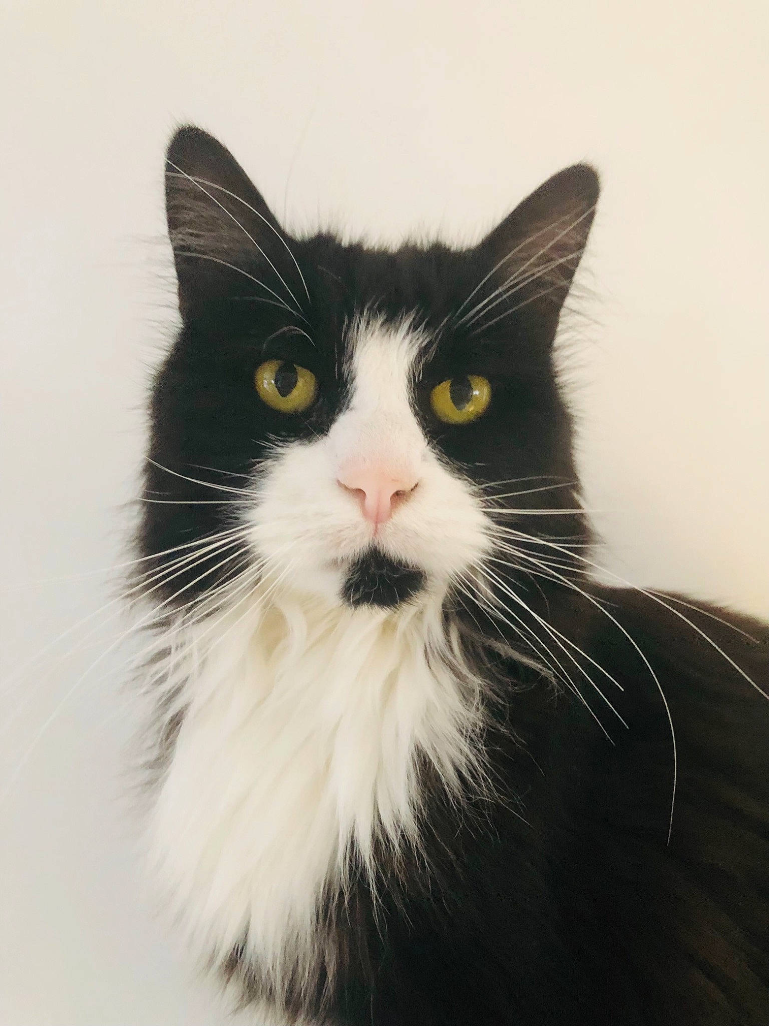 Chopin participe au concours pour gagner de l'argent avec cette photo : carnivore, cat, domestic_short_haired_cat, felidae, fur, small_to_medium_sized_cats, snout, tail, whiskers