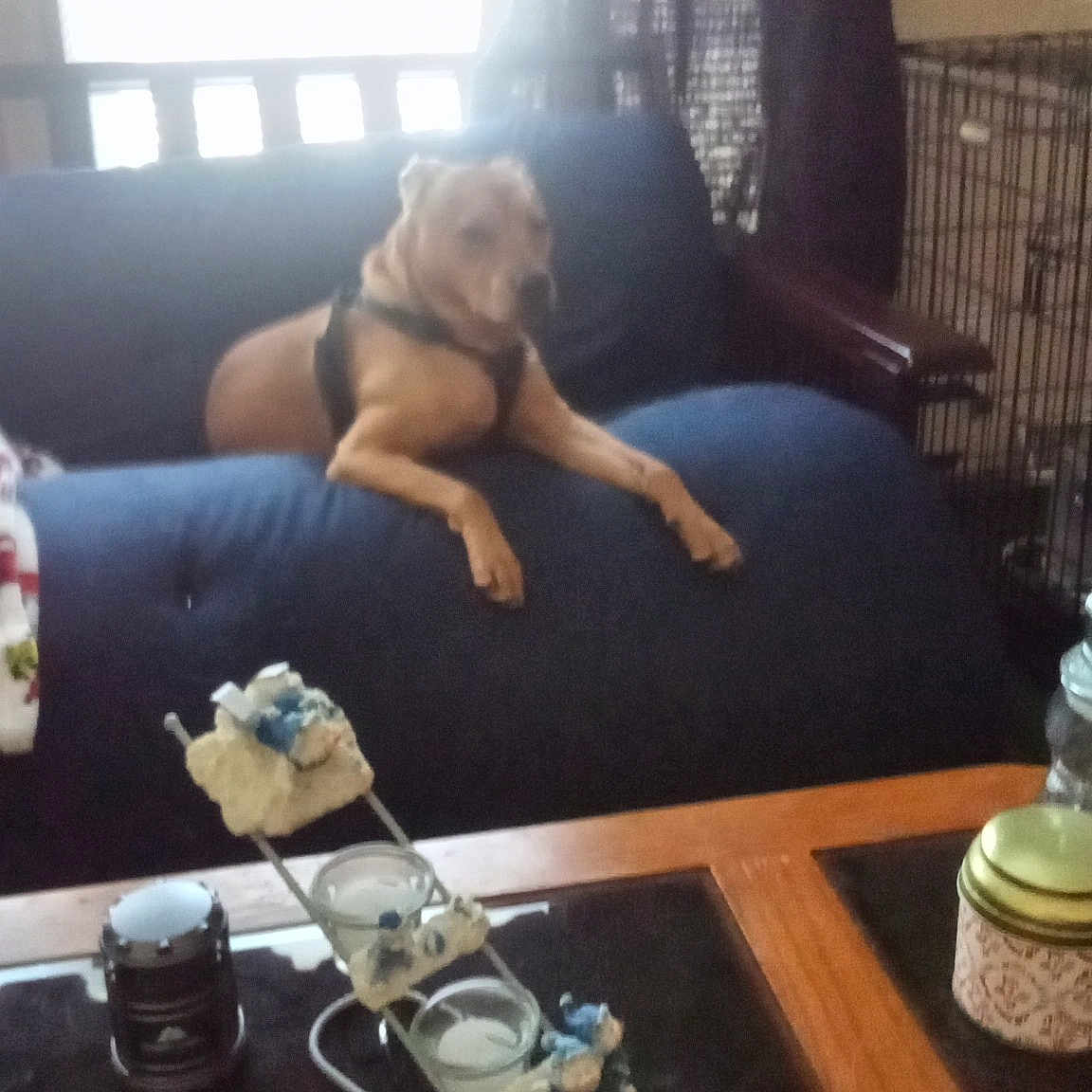 Paisley is registered to the contest to win money with this photo: carnivore, cloud, coffee_table, comfort, companion_dog, couch, curtain, dog, dog_breed, floor, flooring, hardwood, house, interior_design, living_room, studio_couch, table, thigh, toy, wood