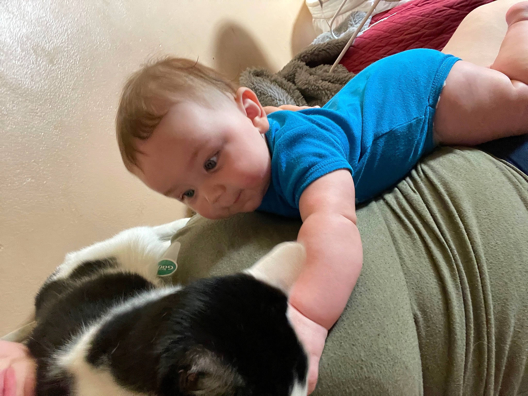 Jaiden joined the competition — help win amazing prizes! arm, baby, baby_toddler_clothing, carnivore, cat, child, comfort, companion_dog, couch, dog_breed, eye, felidae, head, lap, person, sitting, skin, small_to_medium_sized_cats, tail, toddler