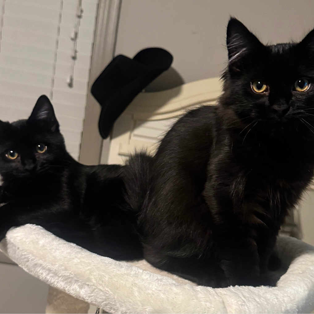 Rocky And Bronx is registered to the contest to win money with this photo: animal, black_cat, cat, cozy, cute, domestic, ears, eyes, feline, fur, furniture, hat, indoor, perch, pet, relaxed, resting, two_cats, whiskers, window