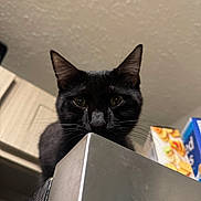 Rocky And Bronx joined the competition — help win amazing prizes! black_cat, cat, whiskers, ears, eyes, metal_surface, kitchen, cereal_boxes, indoor, curious, pet, animal, feline, closeup, looking_down, face, domestic, household, background, countertop