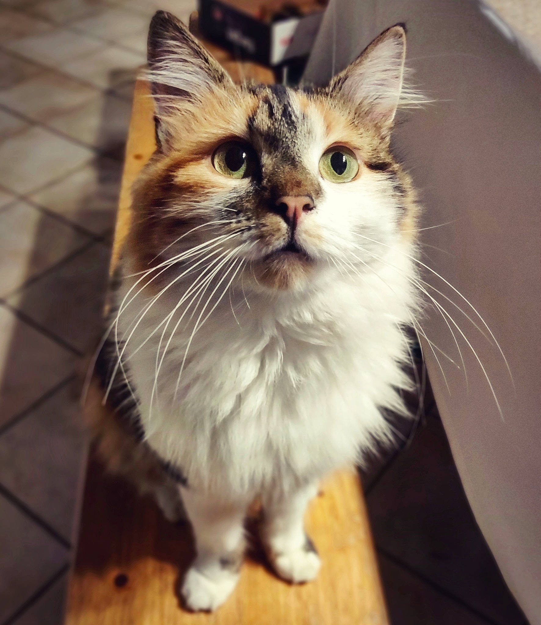 Bernie a rejoint le concours — aidez-le/la à gagner de superbes lots ! aegean_cat, asian_semi_longhair, british_semi_longhair, carnivore, cat, cymric, domestic_long_haired_cat, european_shorthair, fawn, felidae, fur, kitten, maine_coon, mammal, norwegian_forest_cat, ragamuffin, siberian, small_to_medium_sized_cats, tabby_cat, whiskers