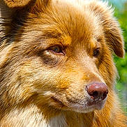 Tya a rejoint le concours — aidez-le/la à gagner de superbes lots ! dog, close_up, portrait, fluffy, golden_brown, fur, outdoor, nature, animal, canine, face, ears, nose, whiskers, sunlight, green_background, thoughtful, majestic, pet, mammal