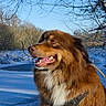 Tya participe au concours pour gagner de l'argent avec cette photo : dog, brown_dog, fluffy_dog, winter, snow, outdoor, nature, trees, blue_sky, happy_dog, canine, animal, fur, harness, profile_view, daylight, cold_weather, landscape, park, pet