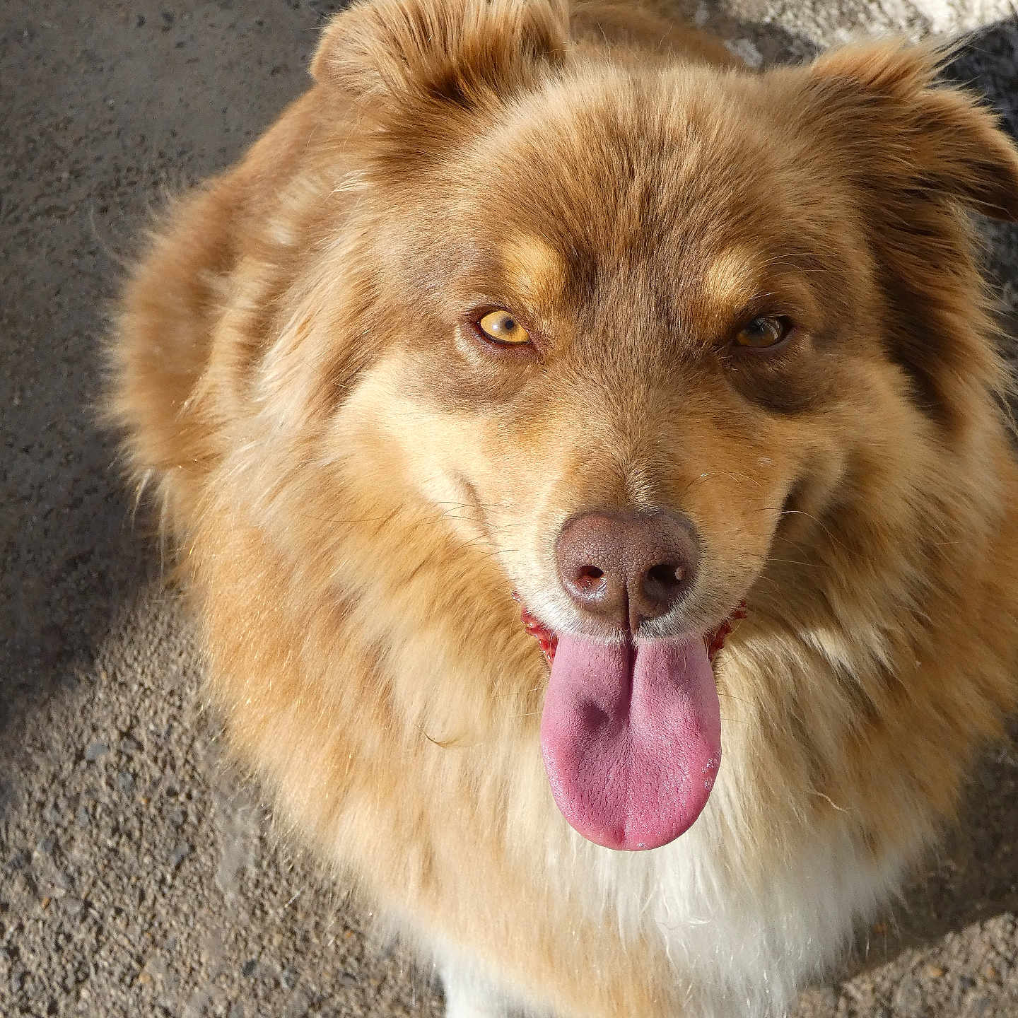 Tya participe au concours pour gagner de l'argent avec cette photo : animal, brown, canine, closeup, companion, dog, ears, face, friendly, fur, golden, ground, happy, looking_up, mammal, outdoor, pet, playful, sunlight, tongue