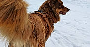Tya participe au concours pour gagner de l'argent avec cette photo : dog, brown_dog, snow, winter, outdoor, animal, fur, tail, leash, trees, hedge, nature, cold, landscape, park, walking, pet, canine, seasonal, daytime