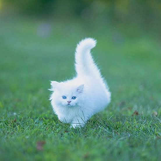 Alasla is registered to the contest to win money with this photo: cat, kitten, white_cat, blue_eyes, grass, outdoor, animal, pet, feline, fluffy, young, nature, curious, walking, tail_up, small, cute, greenery, field, soft_focus