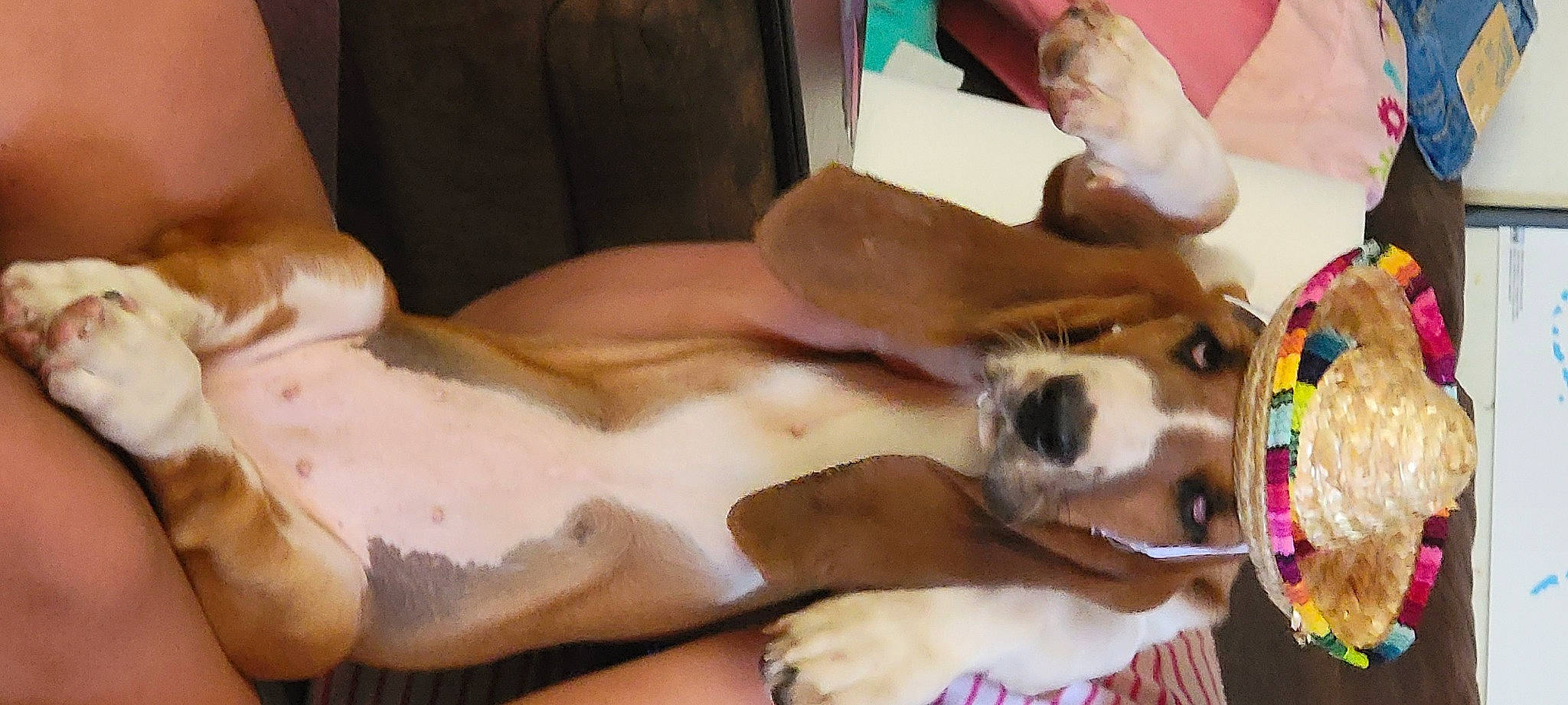 Destin E joined the competition — help win amazing prizes! canidae, carnivore, collar, comfort, companion_dog, dog, dog_breed, dog_supply, fawn, fur, nail, nap, non_sporting_group, paw, puppy_love, snout, sporting_group, toy_dog