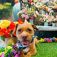 Cocopuff is registered to the contest to win money with this photo: dog, flower_bandana, grass, flowers, colorful, garden, pet, cute, outdoor, greenery, nature, happy, animal, summer, playful, canine, spring, flora, portrait, background