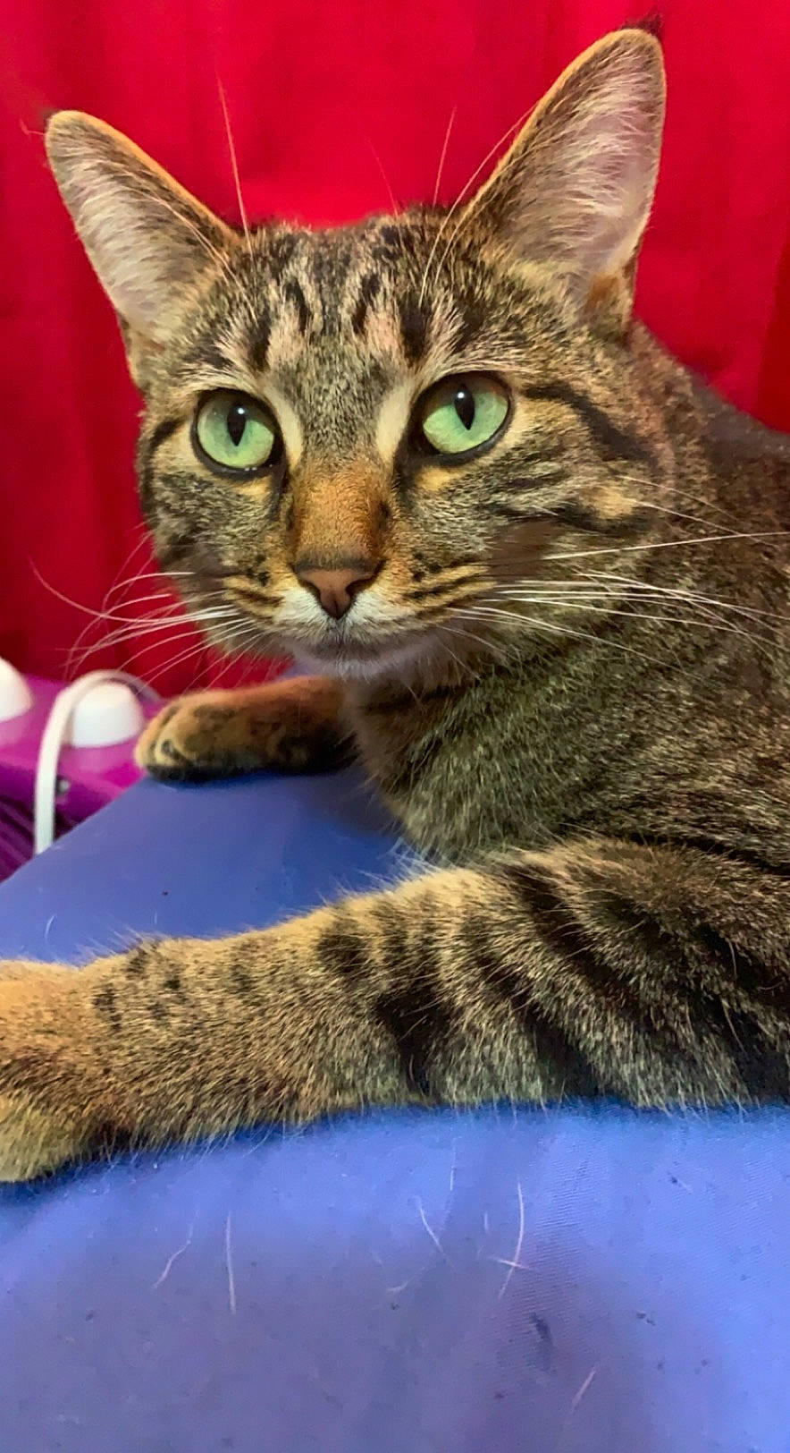 Flute is registered to the contest to win money with this photo: carnivore, cat, claw, domestic_short_haired_cat, felidae, fur, paw, sitting, small_to_medium_sized_cats, snout, terrestrial_animal, whiskers