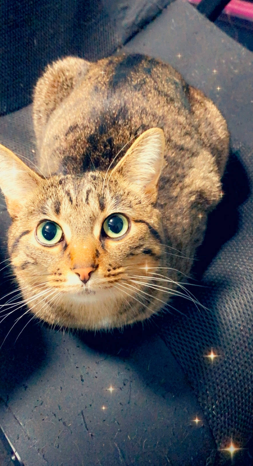 Flute is registered to the contest to win money with this photo: carnivore, cat, close_up, domestic_short_haired_cat, ear, fawn, felidae, fur, glasses, paw, small_to_medium_sized_cats, snout, tail, terrestrial_animal, whiskers, wildlife, window