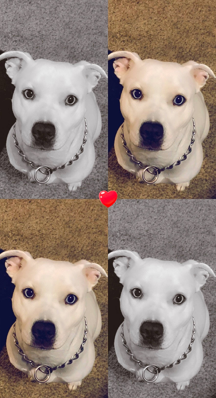 Nala joined the competition — help win amazing prizes! carnivore, collar, companion_dog, dog, dog_breed, dog_collar, fawn, font, happy, jaw, mammal, organ, pet_supply, photograph, plant, snout, sporting_group, vertebrate, white, working_animal