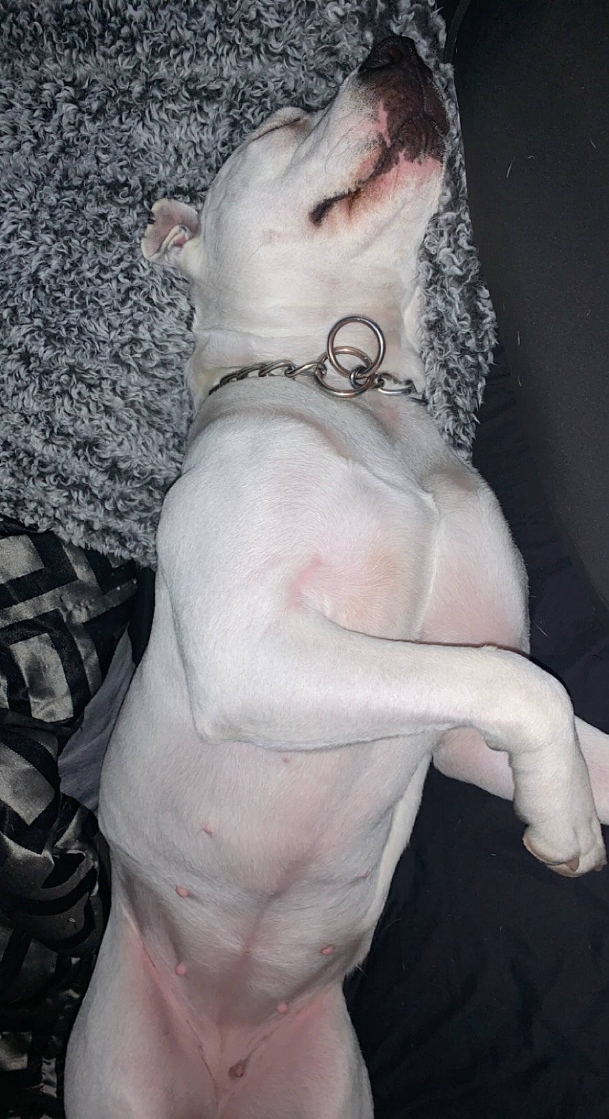 Nala is registered to the contest to win money with this photo: abdomen, barechested, carnivore, chest, collar, companion_dog, dog, dog_breed, dog_collar, elbow, fashion_accessory, fawn, finger, fur, gesture, glasses, jaw, sunglasses, trunk, wrist