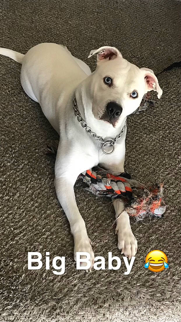 Nala joined the competition — help win amazing prizes! ball, carnivore, collar, companion_dog, dog, dog_breed, dog_clothes, dog_collar, dog_supply, fashion_accessory, fawn, leash, paw, pet_supply, photo_caption, snout, sporting_group, toy_dog, whiskers, working_animal