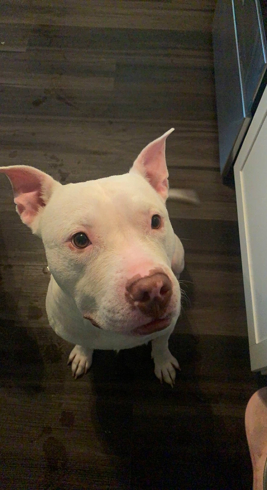 Roscoe is registered to the contest to win money with this photo: canidae, carnivore, companion_dog, dog, dog_breed, fawn, non_sporting_group, sporting_group, terrestrial_animal