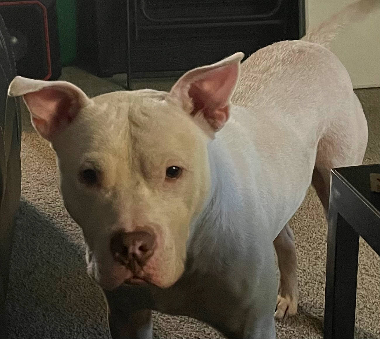 Roscoe is registered to the contest to win money with this photo: canidae, carnivore, companion_dog, dog, dog_breed, dogo_argentino, fawn, metal, non_sporting_group, snout, sporting_group, suidae, terrestrial_animal