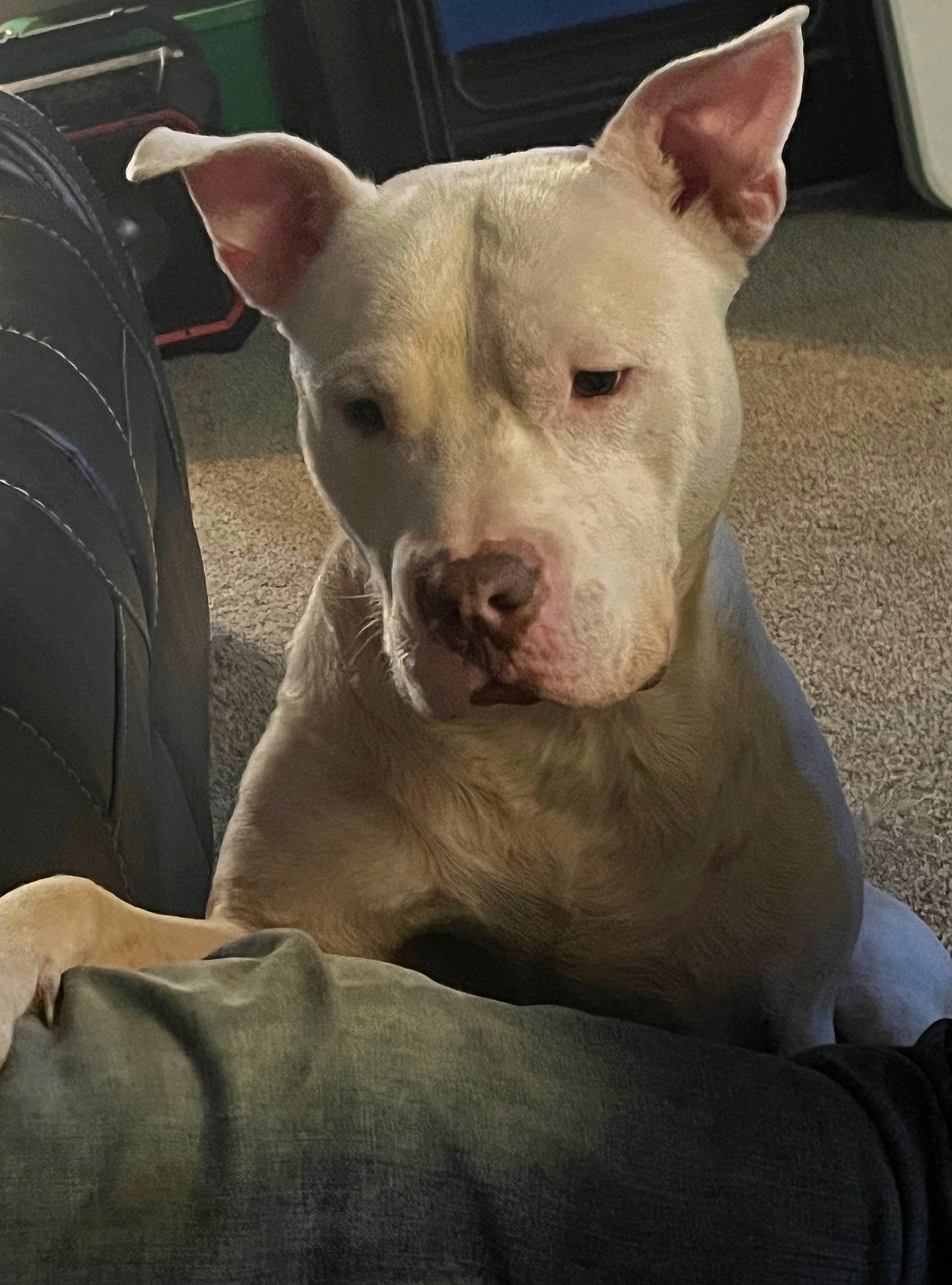 Roscoe joined the competition — help win amazing prizes! bull_and_terrier, bull_terrier, bull_terrier_miniature, canidae, carnivore, comfort, companion_dog, dog, dog_breed, fawn, fender, non_sporting_group, old_english_terrier, snout, sporting_group, terrestrial_animal, tread, whiskers