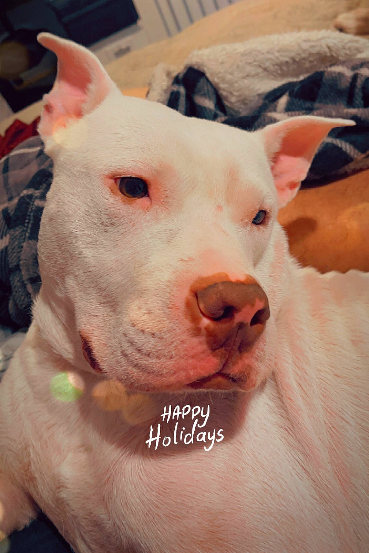 Roscoe joined the competition — help win amazing prizes! bull_and_terrier, bull_terrier, bull_terrier_miniature, canidae, carnivore, collar, companion_dog, dog_breed, dogo_argentino, ear, english_white_terrier, fawn, flesh, livestock, old_english_terrier, snout, suidae, terrestrial_animal, whiskers, working_animal