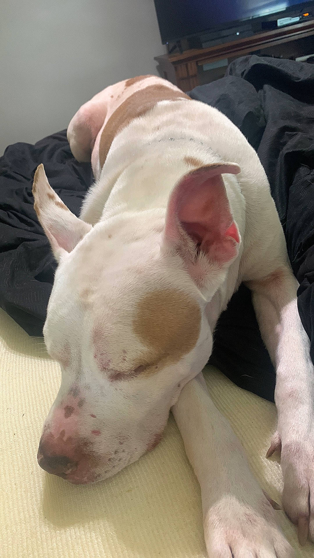 Dollar joined the competition — help win amazing prizes! canidae, carnivore, comfort, companion_dog, dog, dog_breed, ear, fang, fawn, flesh, fur, jaw, no_expression, non_sporting_group, pet_supply, snout, sporting_group, terrestrial_animal, whiskers, working_animal