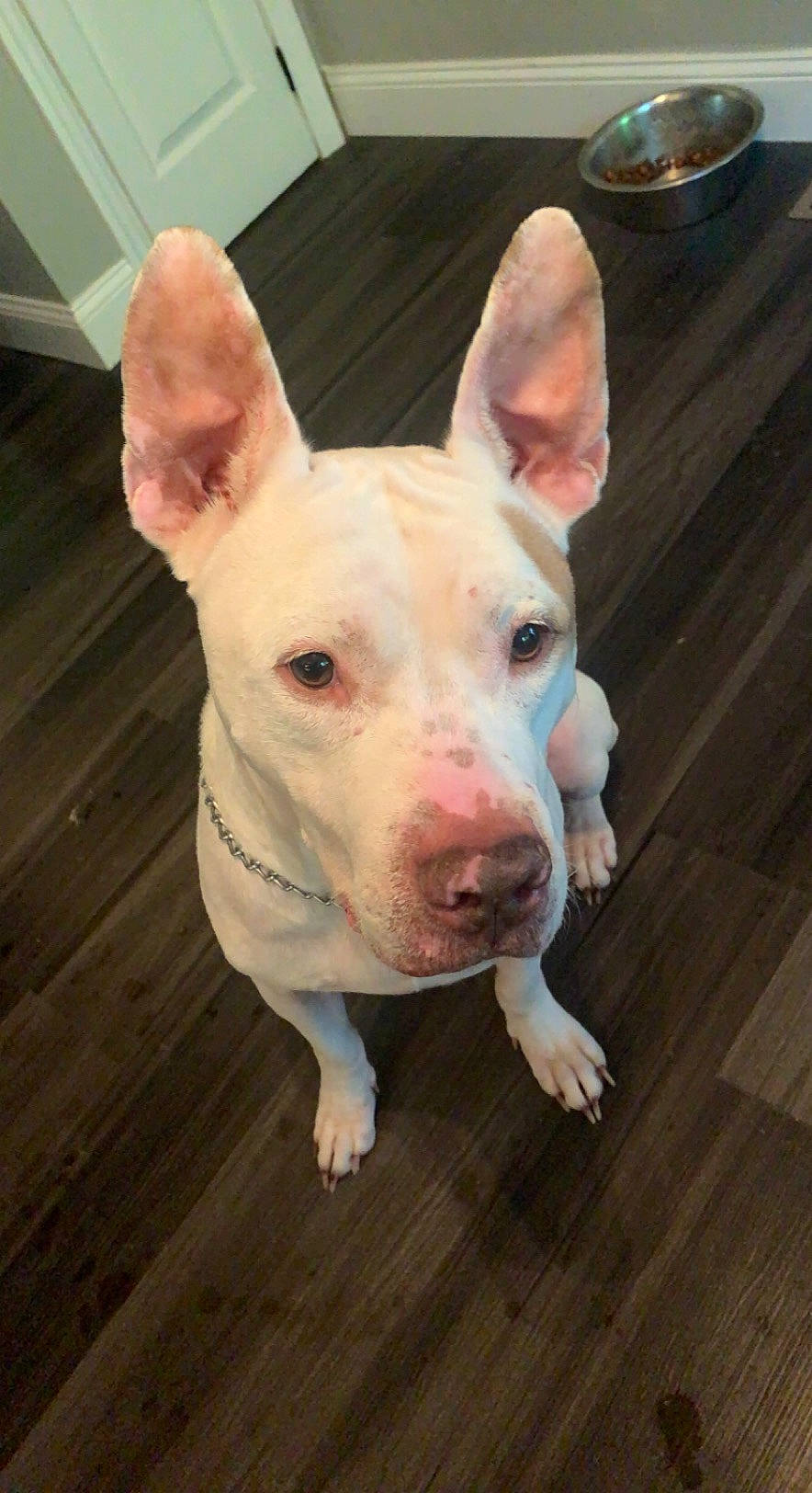 Dollar joined the competition — help win amazing prizes! canidae, carnivore, companion_dog, dog, dog_breed, ear, fawn, flesh, flooring, hardwood, jaw, non_sporting_group, plank, snout, sporting_group, tail, terrestrial_animal, whiskers, wood, wood_stain