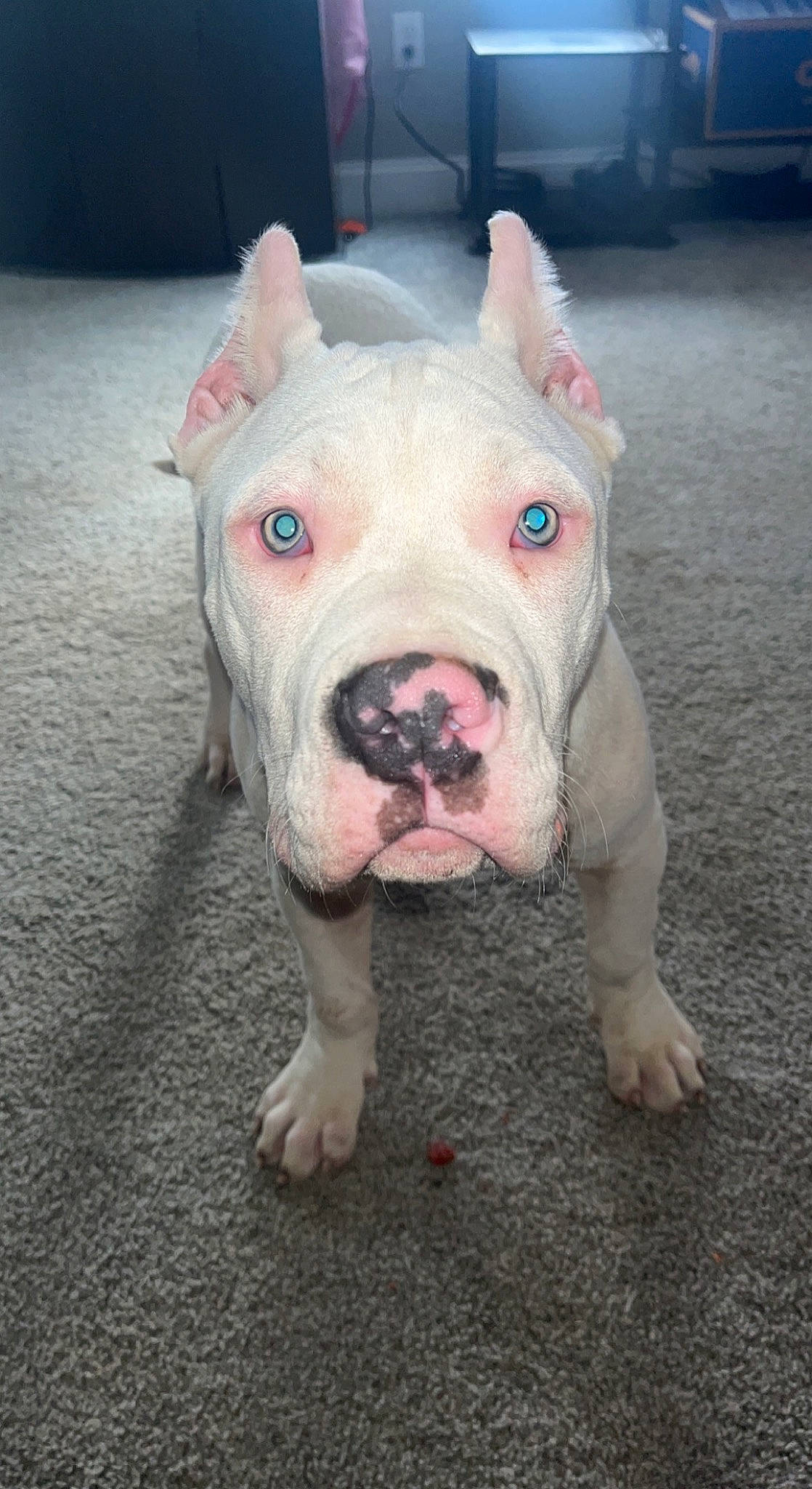 Titan joined the competition — help win amazing prizes! canidae, carnivore, cordoba_fighting_dog, dog, dog_breed, domestic_pig, fawn, flesh, ingredient, jaw, non_sporting_group, snout, suidae, terrestrial_animal, wrinkle