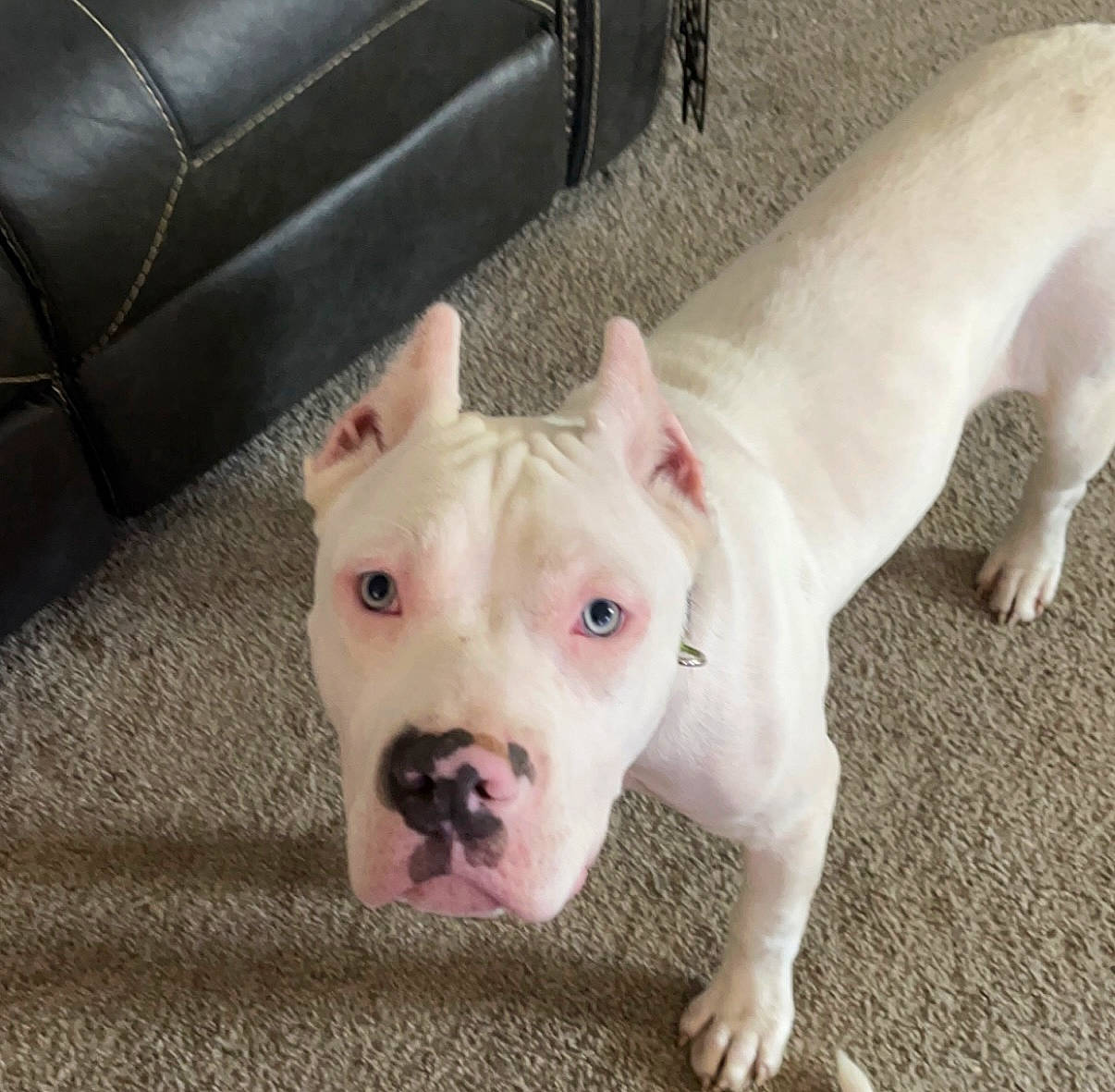 Titan joined the competition — help win amazing prizes! canidae, carnivore, companion_dog, couch, dog, dog_breed, dog_supply, dogo_guatemalteco, fawn, jaw, leather, non_sporting_group, pet_supply, sleeper_chair, sporting_group, suidae, terrestrial_animal, working_animal