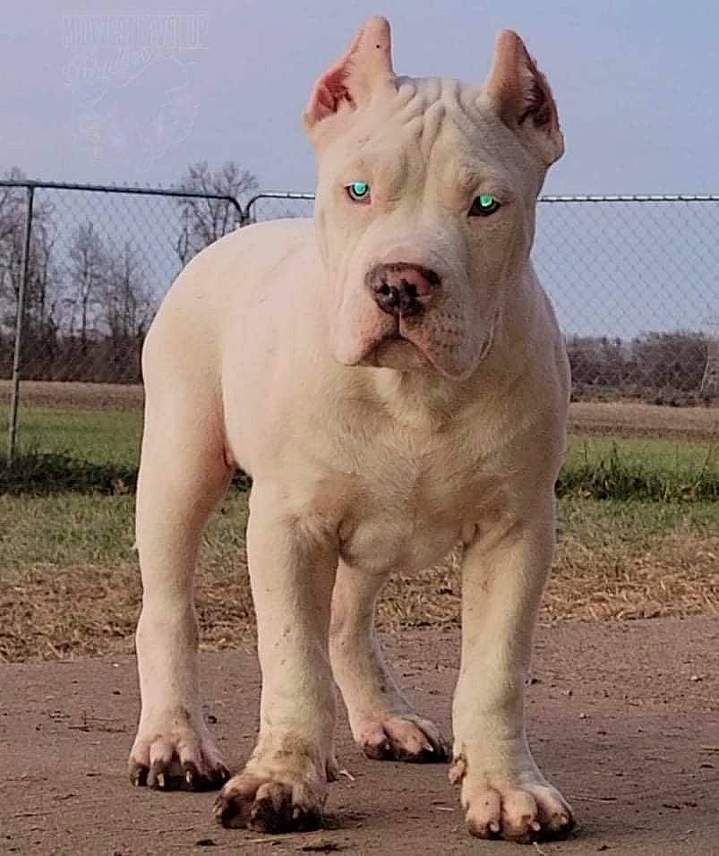 Titan is registered to the contest to win money with this photo: ancient_dog_breeds, art, carnivore, cordoba_fighting_dog, dog, dog_breed, fawn, fence, foot, grass, mesh, metal, non_sporting_group, plant, sculpture, sky, snout, terrestrial_animal, tree, wildlife