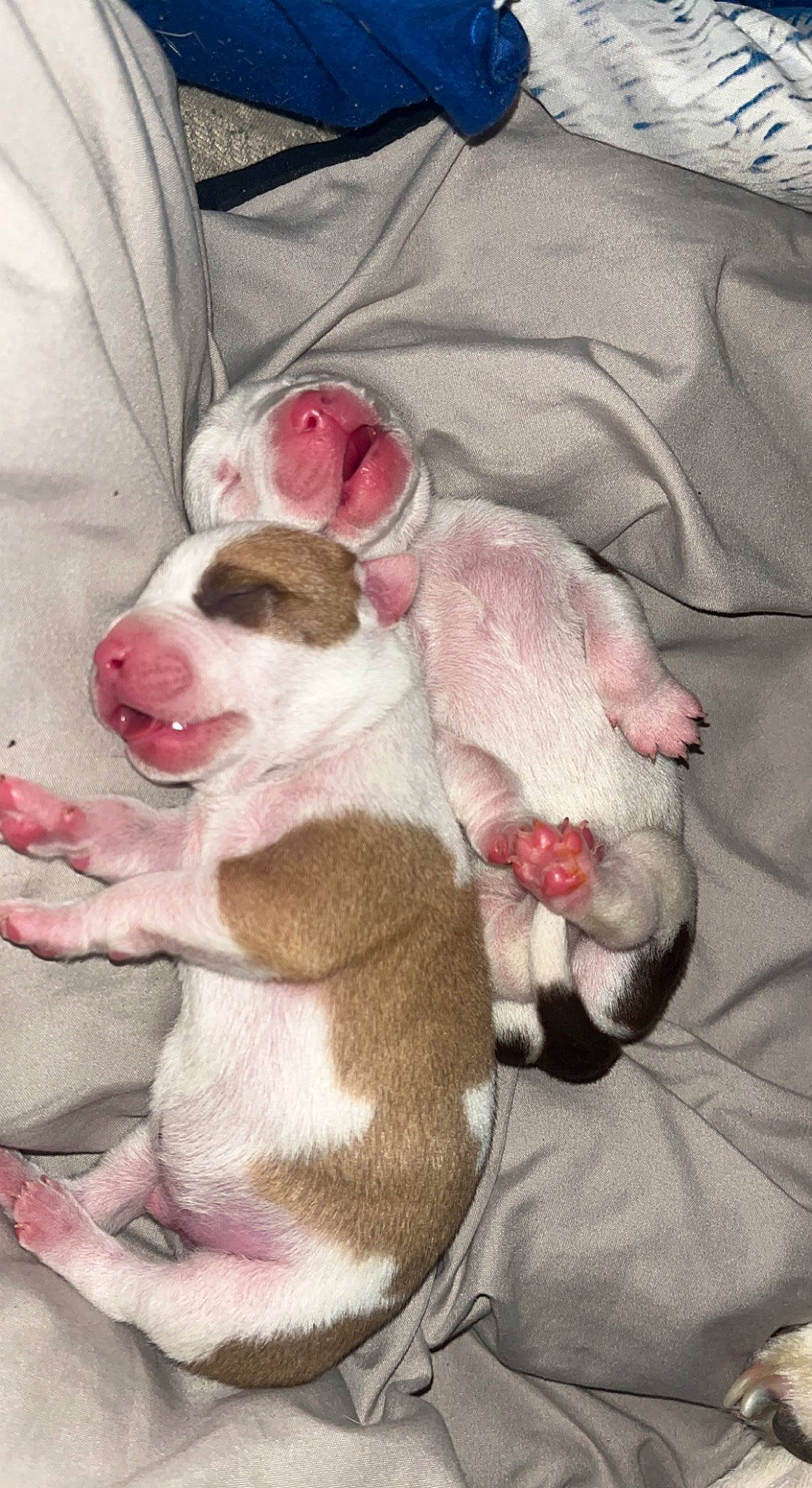 Puppies is registered to the contest to win money with this photo: art, canidae, carnivore, comfort, companion_dog, dog, dog_breed, dog_supply, fawn, fur, grey, linens, mammal, nap, painting, paw, pink, snout, sporting_group, tail