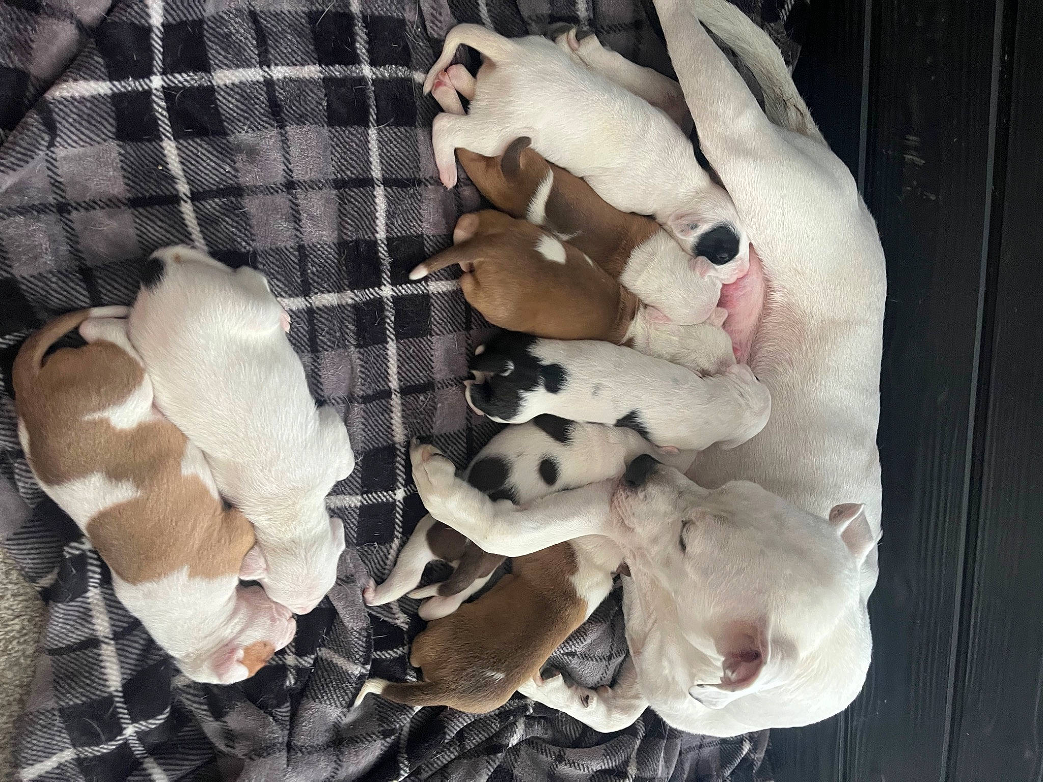 Puppies is registered to the contest to win money with this photo: baby_toddler_clothing, bone, carmine, comfort, companion_dog, fashion_accessory, fawn, fur, linens, pattern, petal, plaid, tartan, toy, wood