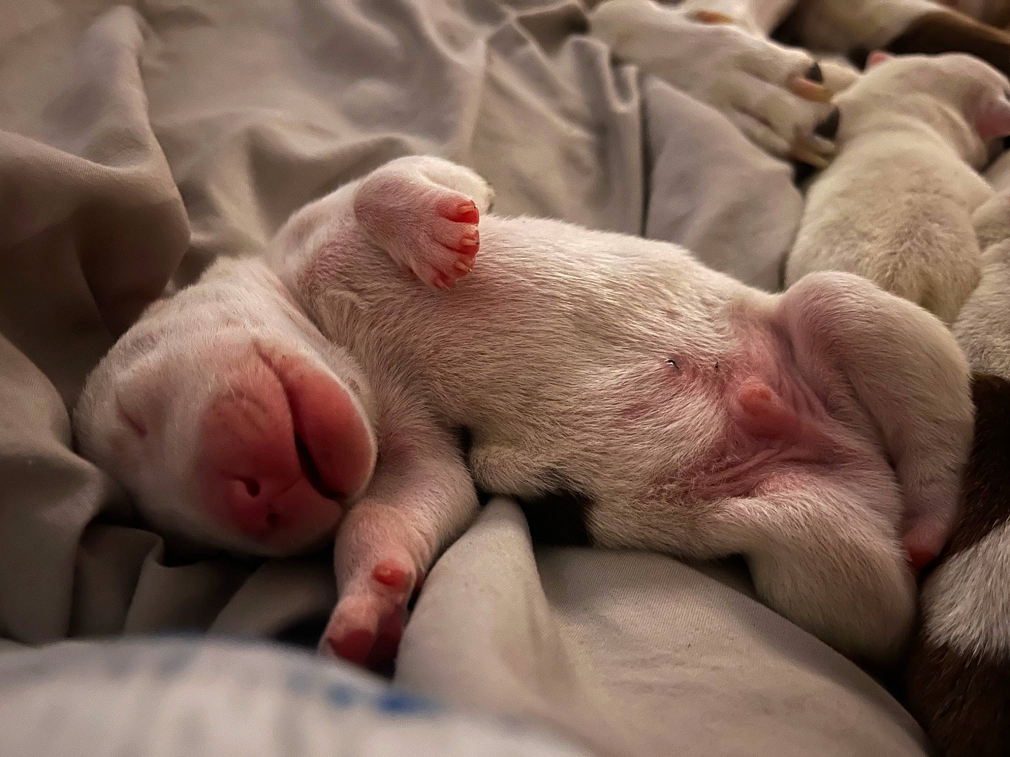 Puppies is registered to the contest to win money with this photo: canidae, carnivore, close_up, comfort, dog_breed, fawn, flesh, mammal, nail, non_sporting_group, snout, sporting_group, suidae, terrestrial_animal, vertebrate