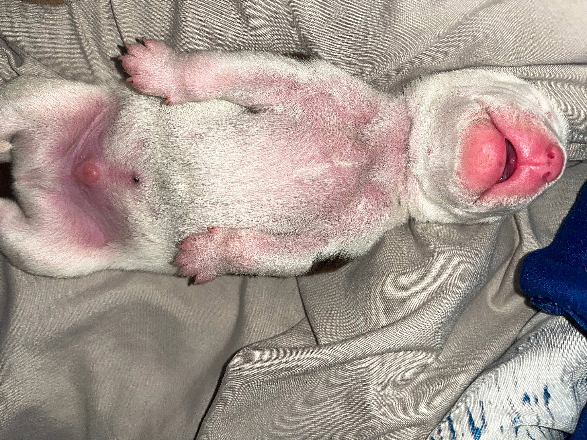 Puppies joined the competition — help win amazing prizes! art, child, comfort, ear, finger, flesh, foot, fur, grey, hand, leg, linens, nail, nap, nose, room, skin, snout, wool, wrinkle