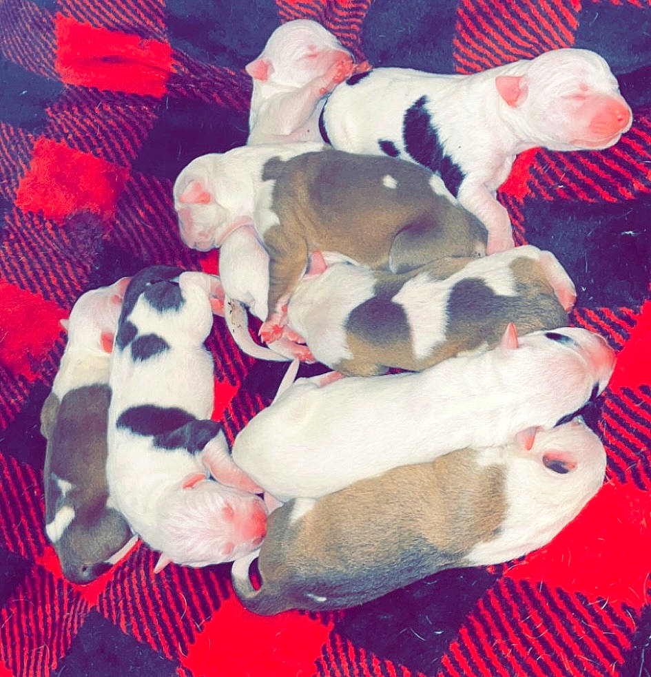 Puppies joined the competition — help win amazing prizes! canidae, carmine, carnivore, comfort, companion_dog, dog, dog_breed, fawn, fur, non_sporting_group, paw, red, snout, sporting_group, tail, textile, toy, working_animal