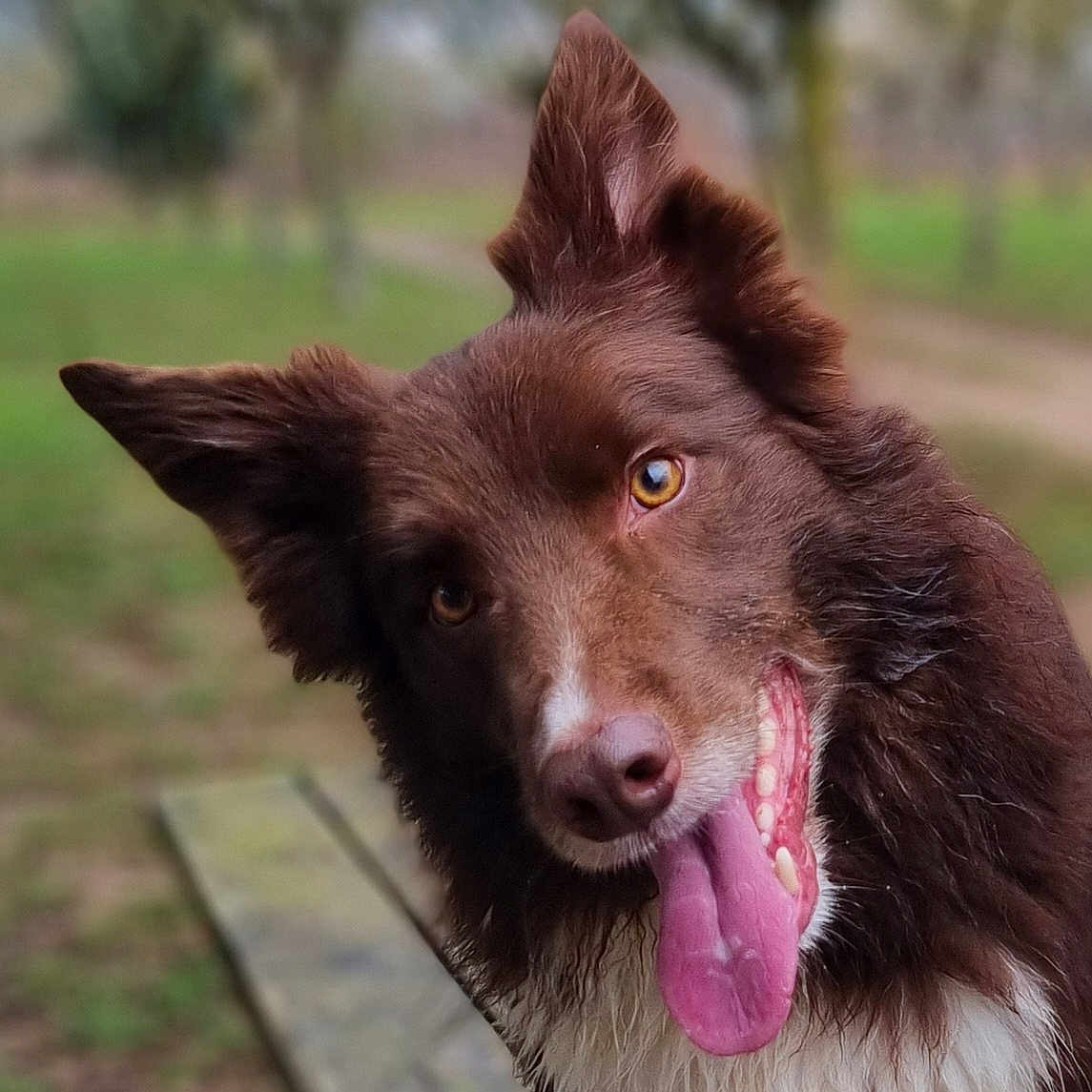 Wall E a rejoint le concours — aidez-le/la à gagner de superbes lots ! animal, bench, bodypart, canine, collie, dog, eskimodog, face, furniture, grass, head, hound, husky, mouth, person, pet, photography, plant, puppy, tongue