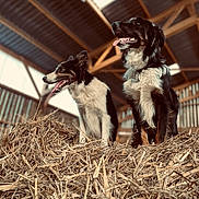 Appy participe au concours pour gagner de l'argent avec cette photo : agriculture, alert, animal, barn, black_and_white, canine, companion, dog, farm, friendly, fur, happy, indoor, pet, pile, rural, straw, sunlight, tongue_out, wooden_beams