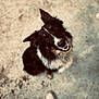 Appy participe au concours pour gagner de l'argent avec cette photo : adorable, animal, black_and_white, blurred_background, canine, casual_shoes, companion, concrete, cute, dog, ears_up, feet, friendly, fur, looking_up, loyal, outdoor, pet, portrait, smiling