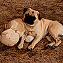 Potato joined the competition — help win amazing prizes! dog, pug, carpet, plush_toy, stuffed_animal, brown, pet, animal, cute, snuggling, relaxed, indoor, fur, face, paw, laying_down, cozy, companion, toy, resting