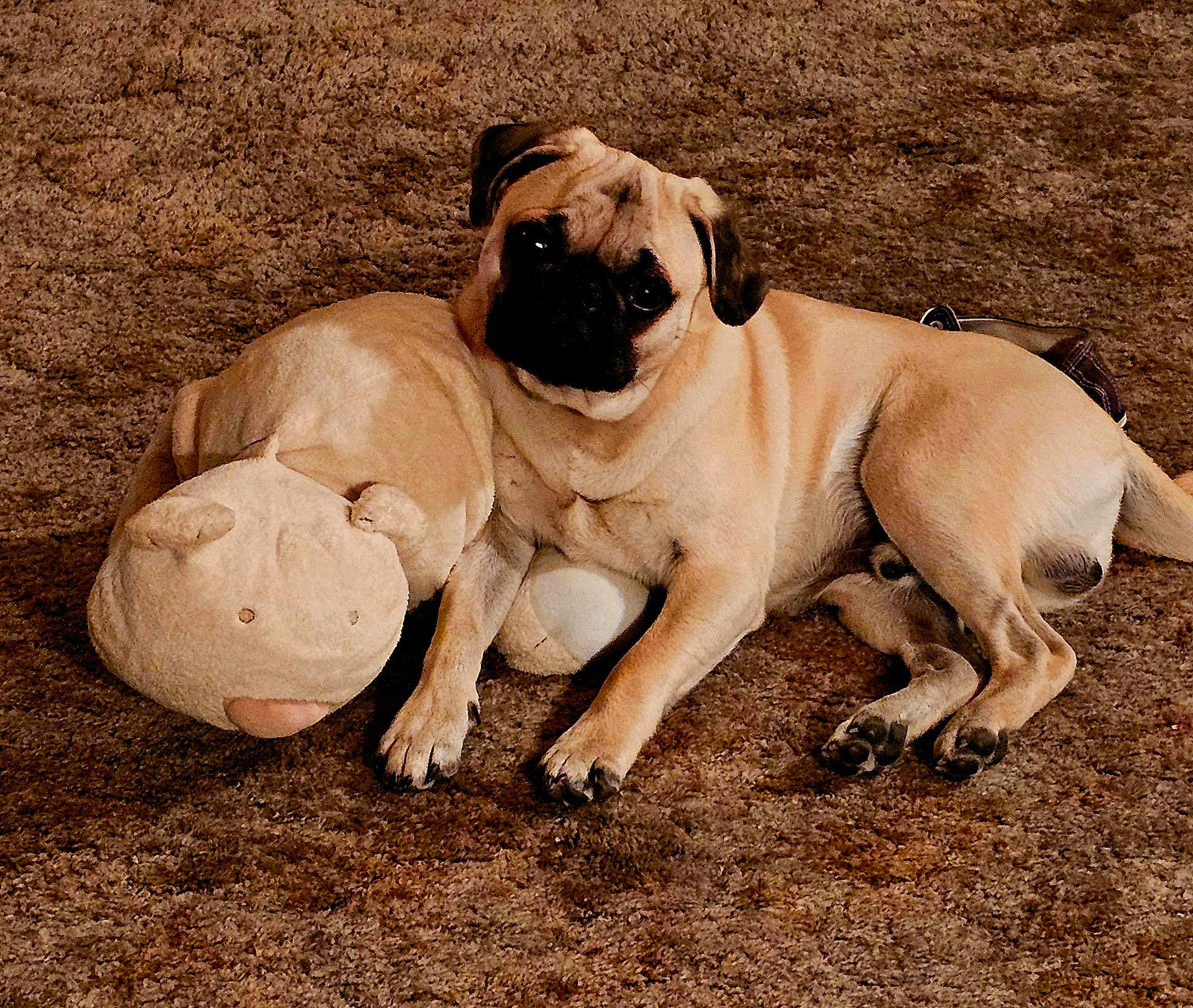 Potato joined the competition — help win amazing prizes! dog, pug, carpet, plush_toy, stuffed_animal, brown, pet, animal, cute, snuggling, relaxed, indoor, fur, face, paw, laying_down, cozy, companion, toy, resting