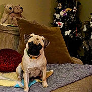 Potato is registered to the contest to win money with this photo: dog, pug, couch, blanket, pillow, stuffed_animal, christmas_tree, ornament, polar_bear, indoor, pet, animal, furniture, decor, holiday, cozy, sitting, cute, home, canine