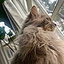 Beckett joined the competition — help win amazing prizes! cat, fluffy, long_hair, window, indoor, pet, animal, feline, fur, profile, looking_out, natural_light, close_up, domestic_cat, whiskers, ears, soft_texture, houseplant, curtains, peaceful