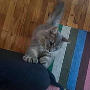Beckett is registered to the contest to win money with this photo: cat, gray_cat, pet, indoor, wooden_floor, colorful_rug, striped_rug, paw, furniture, home, animal, cute, feline, playing, curious, soft_fur, claws, stretching, domestic_cat, young_cat