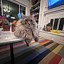 Beckett joined the competition — help win amazing prizes! cat, fluffy, table, marble, living_room, rug, striped_rug, potted_plants, window, bookshelf, fireplace, television, indoor, cozy, furniture, home_decor, pet, animal, domestic, curious