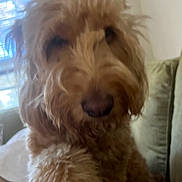 Clementine joined the competition — help win amazing prizes! dog, indoor, couch, fluffy, curly_hair, pet, window, blinds, furniture, close_up, brown, living_room, canine, animal, domestic_animal, fur, cute, relaxed, companion, blurred
