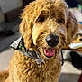dog, goldendoodle, pet, animal, indoor, fluffy, bandana, smiling, portrait, cute, fur, canine, domestic_animal, friendly, mammal, closeup, groomed, happy, companion, young