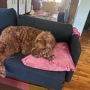 Ollie is registered to the contest to win money with this photo: dog, couch, pillow, living_room, wooden_floor, rug, window, natural_light, furniture, curly_fur, brown_dog, resting, cozy, indoor, home, soft_pillow, relaxed, pet, domestic_animal, comfortable