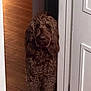 Ollie joined the competition — help win amazing prizes! dog, brown, curly_fur, pet, indoor, door, wooden_floor, peeking, animal, canine, house, fur, cute, companion, curious, standing, guarding, home, portrait, domestic