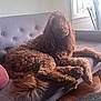 Ollie joined the competition — help win amazing prizes! dog, brown_dog, curly_fur, couch, sofa, indoor, living_room, window, natural_light, furniture, pet, relaxed, cozy, tufted_couch, wooden_floor, plant, home_interior, paw, animal, resting
